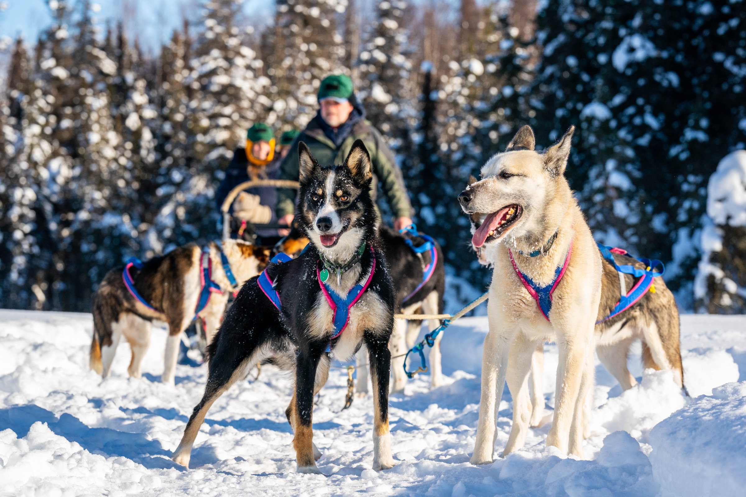 Dream-Dogs-8-1.jpg